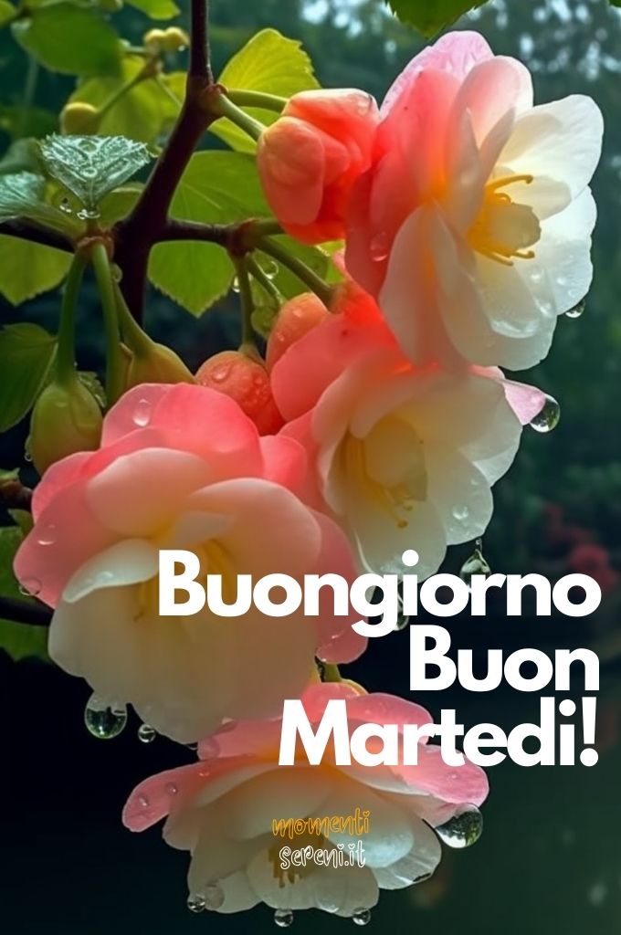 Immagini Bellissime Buon Martedì Immagini Nuove Gratis